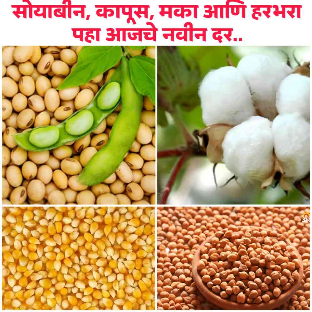 Soybean bajar bhav today